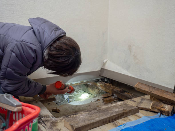 Best Water Damage & Mold Remediation  in Spring Arbor, MI